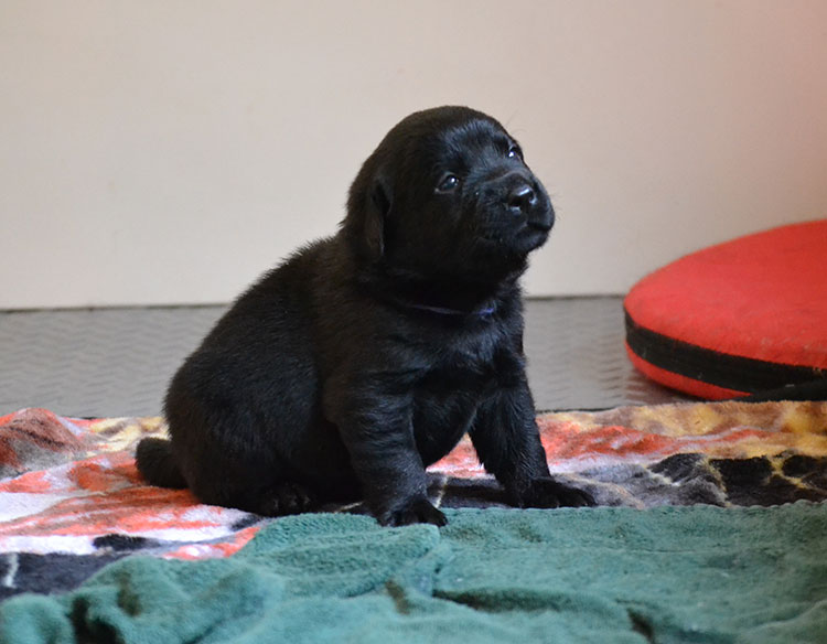 Time Square Labrador Retrievers Litterbox